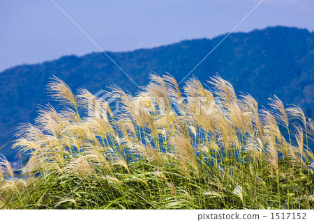 日本蒲葦 滋賀縣 接穗 1517152