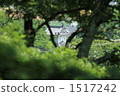 白 1517242