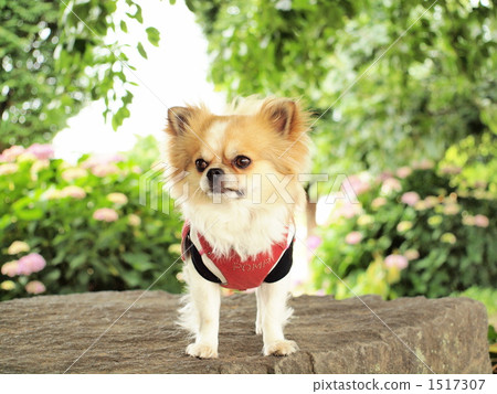 Hydrangea and Chihuahuas 1517307