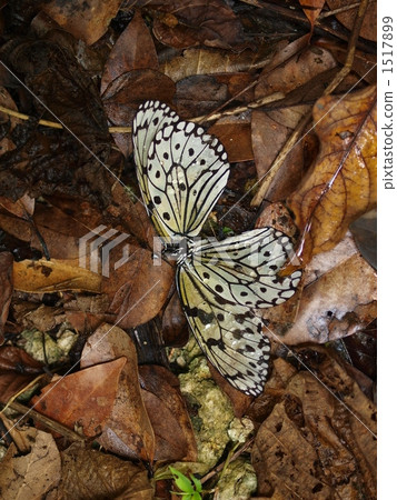 The death of Brookwood 1517899