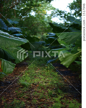 Road through the forest 1517946