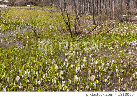 okususobana natural park, nagano city, nagano prefecture 1518033