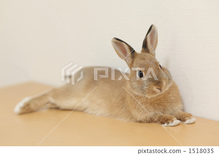 Rabbit  1518035