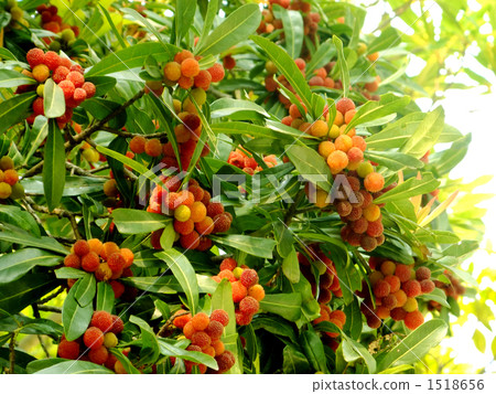 Yamamomo of a street tree Yamamomo of a street tree 1518656