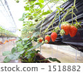 Strawberry hydroponic culture 1518882