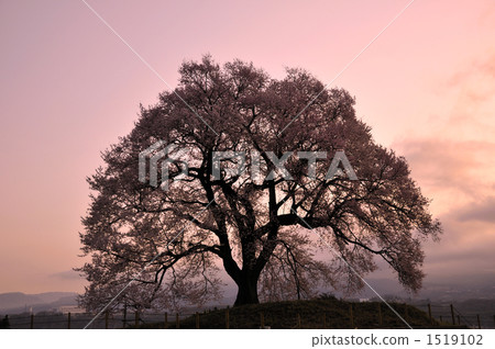 Cherry blossoms at the mound of Dawn Cherry blossoms at the mound of Dawn 1519102