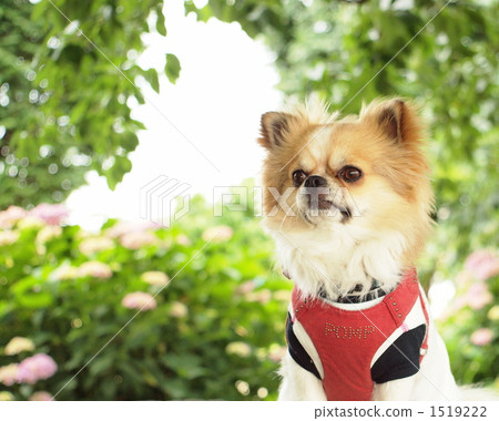 Hydrangea and Chihuahuas 1519222