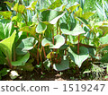 houttuynia cordata, chameleon plant, cluster 1519247
