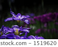 Iris Iris 1519620