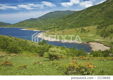 Ranged azalea of Gunma Nomaku Lake 1519666