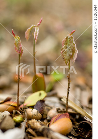 鋸齒櫟的發芽 1520044