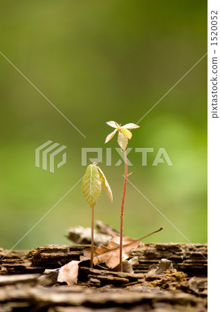 Germination of Quercus serrata 1520052