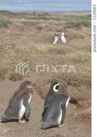 Magellan penguin Magellan penguin 1520063