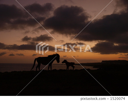 Horse parent and child staring at the morning glow Horse parent and child staring at the morning glow 1520074