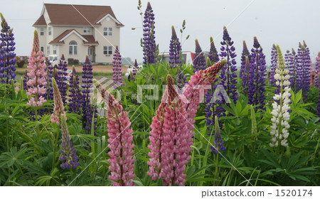 Rubinas Hill 1520174