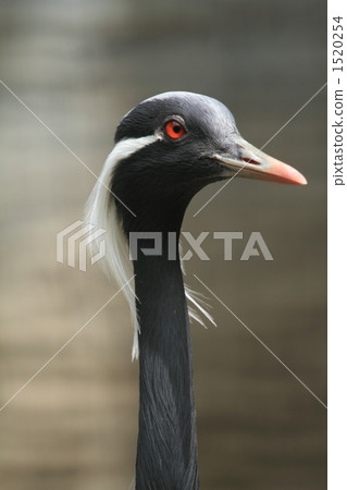 ane-watsuru, demoiselle crane, anthropoides virgo 1520254