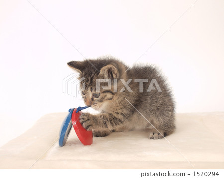 Kittens and Castanets 1520294