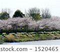 row of cherry trees, yoshino cherry, yoshino cherry tree 1520465