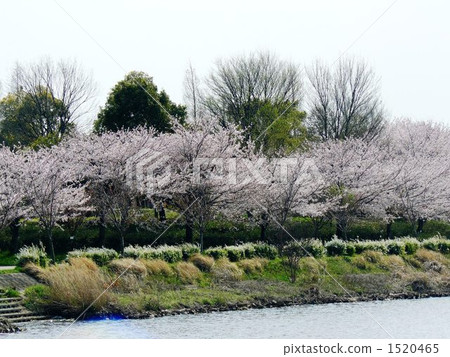 櫻木花道 櫻花道 櫻樹花道 1520465