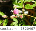 bud, rose, roses 1520467