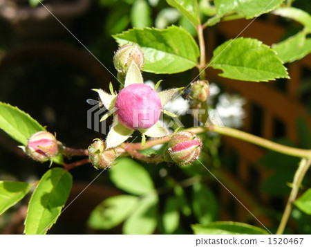 蓓蕾 玫瑰 玫瑰花 1520467