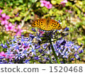 scilla peruviana, butterfly, butterflies 1520468