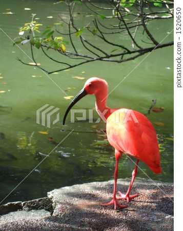 scarlet ibis, bird, birds 1520650