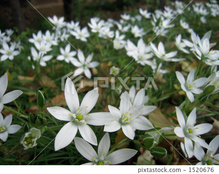 leek, bloom, blossom 1520676