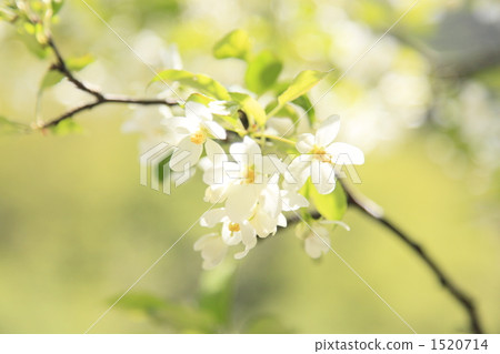 Konashi之花 1520714