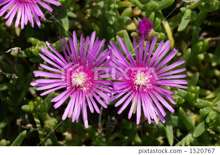 Shimmering pheasant 1520767