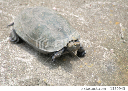 turtle, reptile, animal 1520943