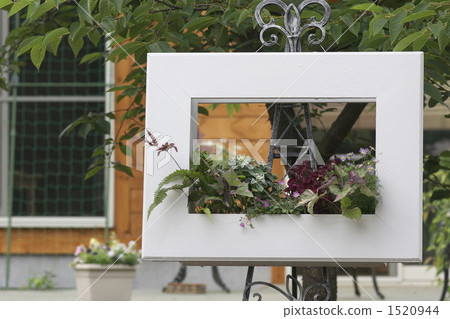 Flower forehead 1520944