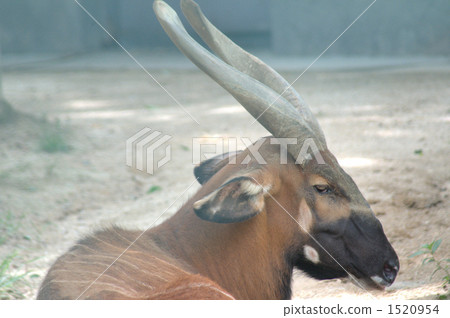 bongo, bongo drum, rare animal 1520954