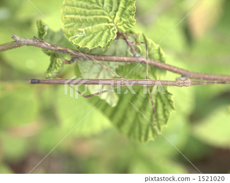 phasmid, stick insect, mimicry 1521020