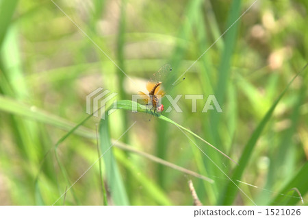 八丁蜻蜓 瀕危物種 日本最佳 1521026