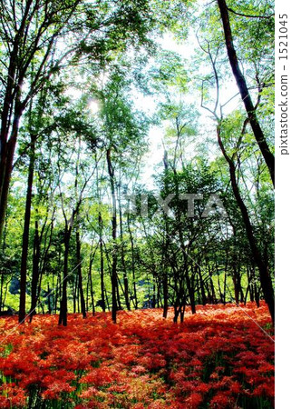 cluster amaryllis, dense wood, red spider lily 1521045