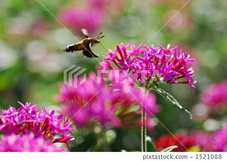 Hover the sparrow 1521088