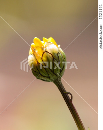 Murcicole Murcicole 1521161