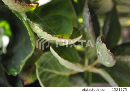 露滴 下雨 雨 1521175