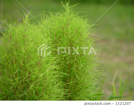 掃帚掃帚 1521207