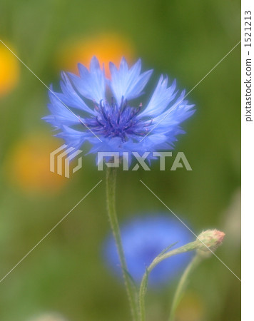 矢車菊 1521213