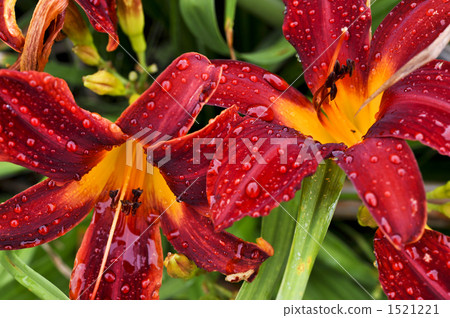 百合 百合花 莉莉 1521221