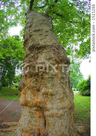 小石川植物園 1521288