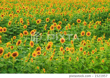 sunflower sunflower 1521957