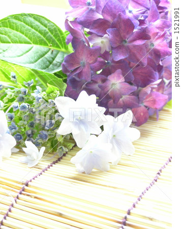 hydrangea, bamboo blind, cool-looking 1521991