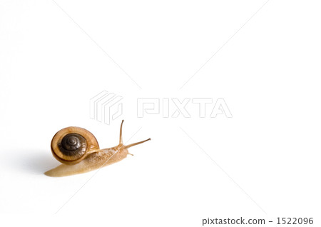 cochlea, snail, snails 1522096