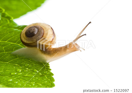 snail, snails, young leafe 1522097