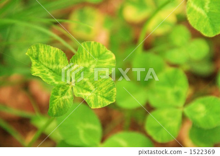 Yotsuba's Clover 1522369