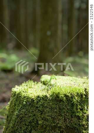 更新豆芽 更新豆芽 1522546