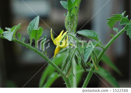 番茄花2 番茄花2 1522588